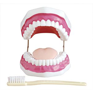 Dental Care Model (28 Teeth)